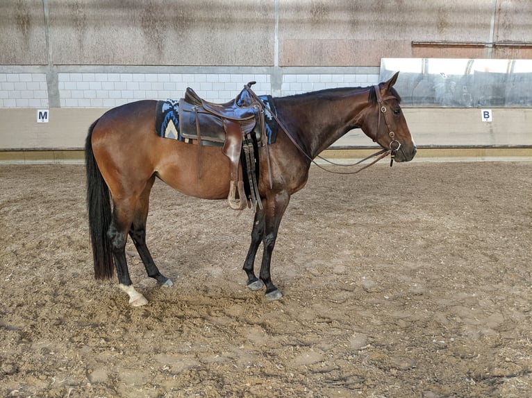 Paint Horse Giumenta 4 Anni 158 cm Baio in Bermatingen