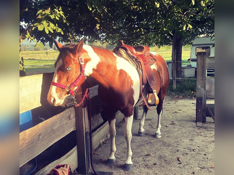 Paint Horse Giumenta 5 Anni 143 cm Pezzato in Müllheim