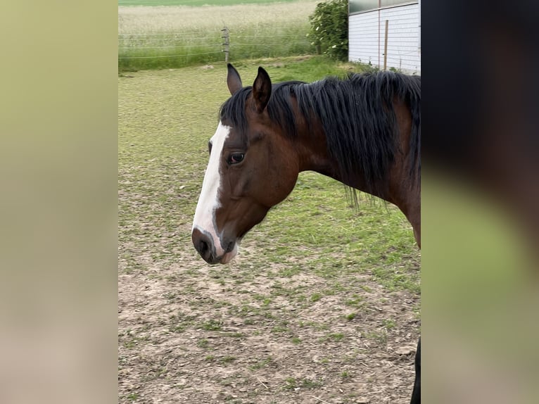 Paint Horse Giumenta 5 Anni 150 cm Baio in Paderborn