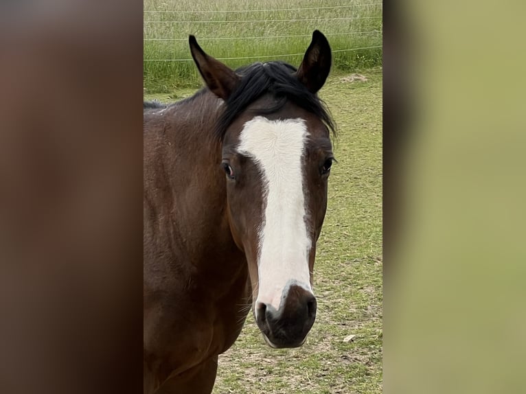 Paint Horse Giumenta 5 Anni 150 cm Baio in Paderborn