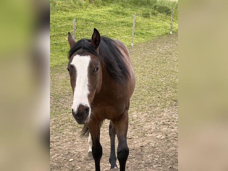 Paint Horse Giumenta 5 Anni 150 cm Baio in Paderborn