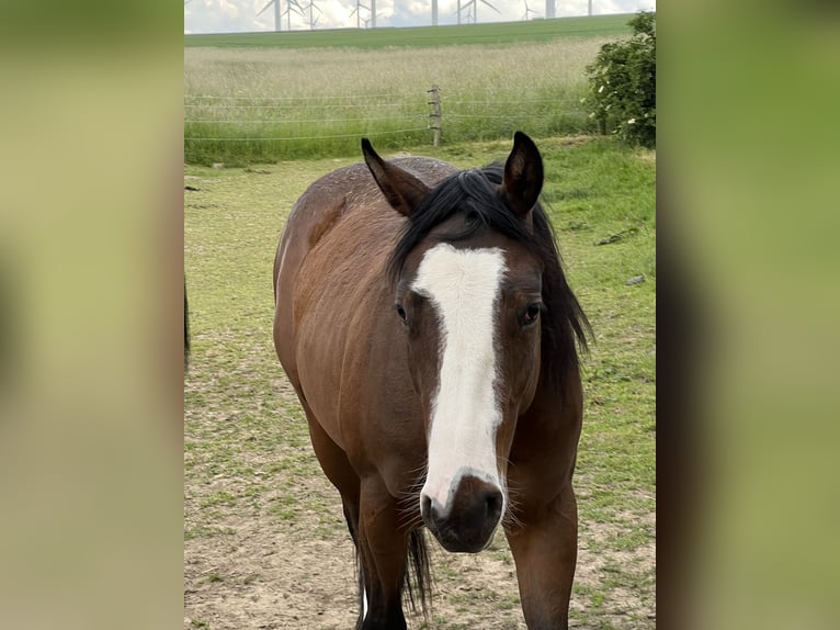 Paint Horse Giumenta 5 Anni 150 cm Baio in Paderborn