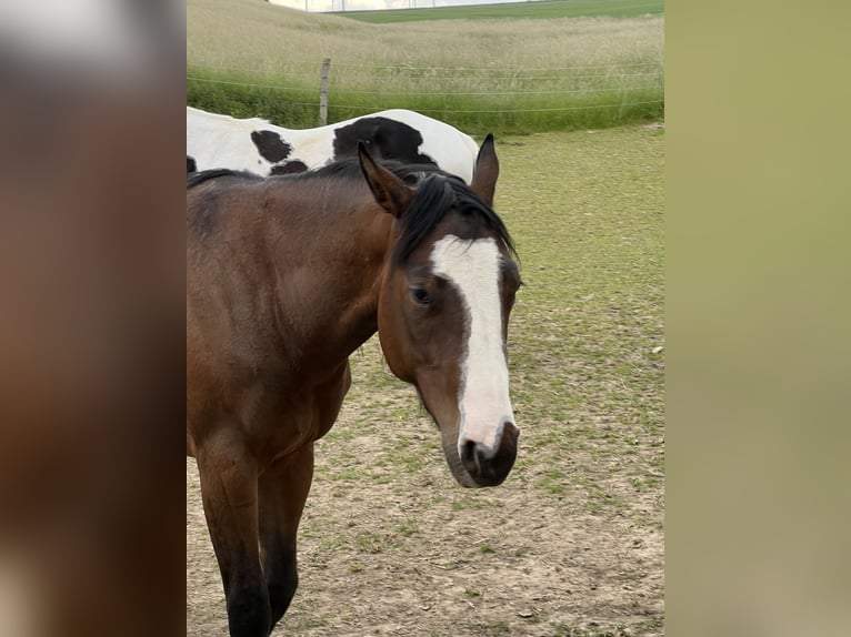 Paint Horse Giumenta 5 Anni 150 cm Baio in Paderborn