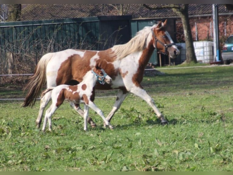 Paint Horse Giumenta 5 Anni 150 cm Pezzato in UELSEN