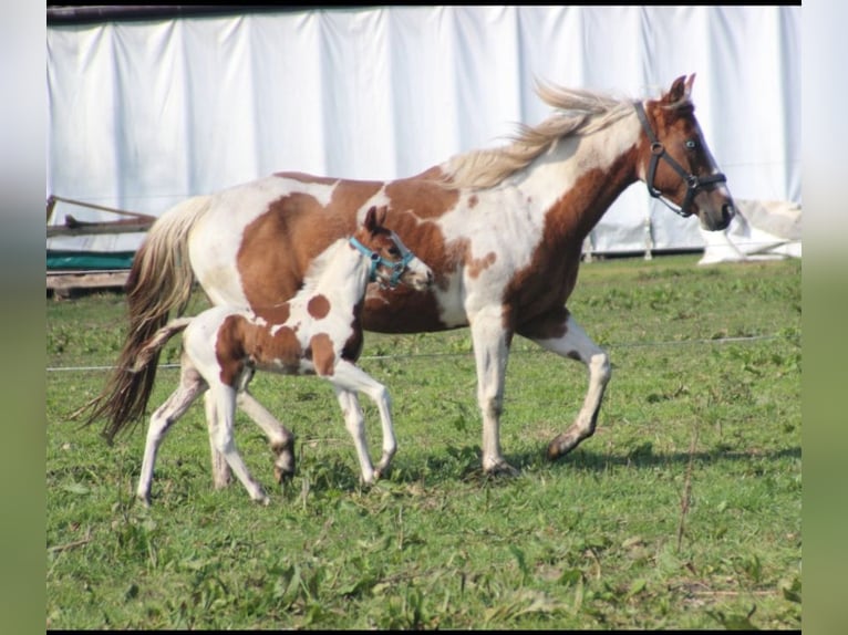 Paint Horse Giumenta 5 Anni 150 cm Pezzato in UELSEN