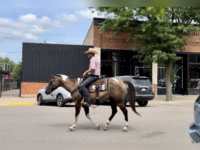 Paint Horse Giumenta 5 Anni 152 cm Pezzato in Cannon Falls