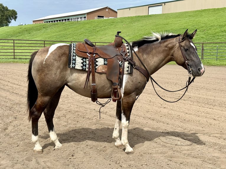 Paint Horse Giumenta 5 Anni 152 cm Pezzato in Cannon Falls