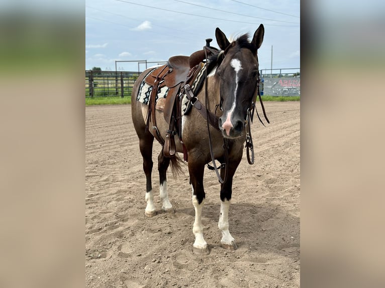 Paint Horse Giumenta 5 Anni 152 cm Pezzato in Cannon Falls