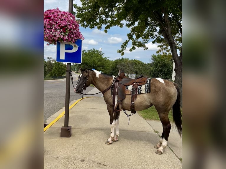 Paint Horse Giumenta 5 Anni 152 cm Pezzato in Cannon Falls