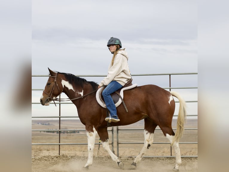 Paint Horse Giumenta 5 Anni 152 cm Tobiano-tutti i colori in Fort Collins