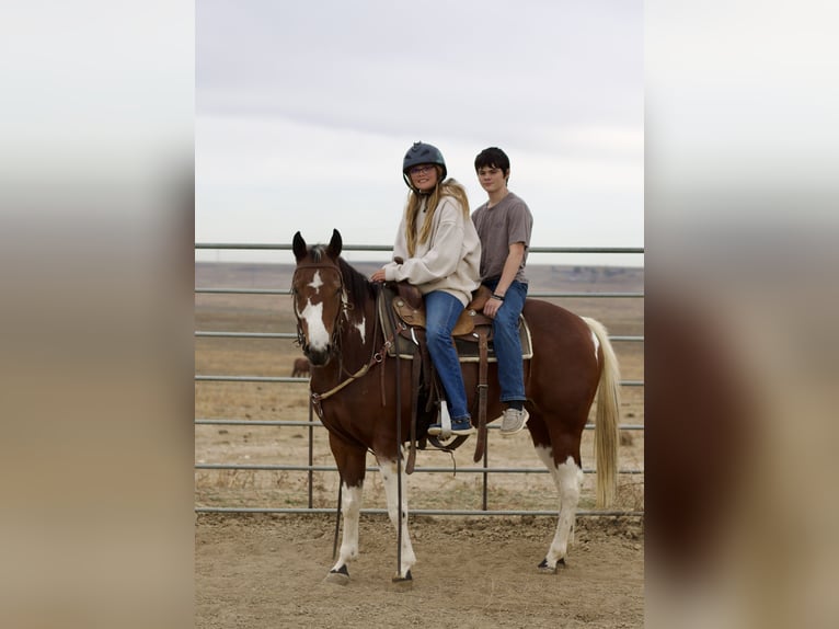 Paint Horse Giumenta 5 Anni 152 cm Tobiano-tutti i colori in Fort Collins