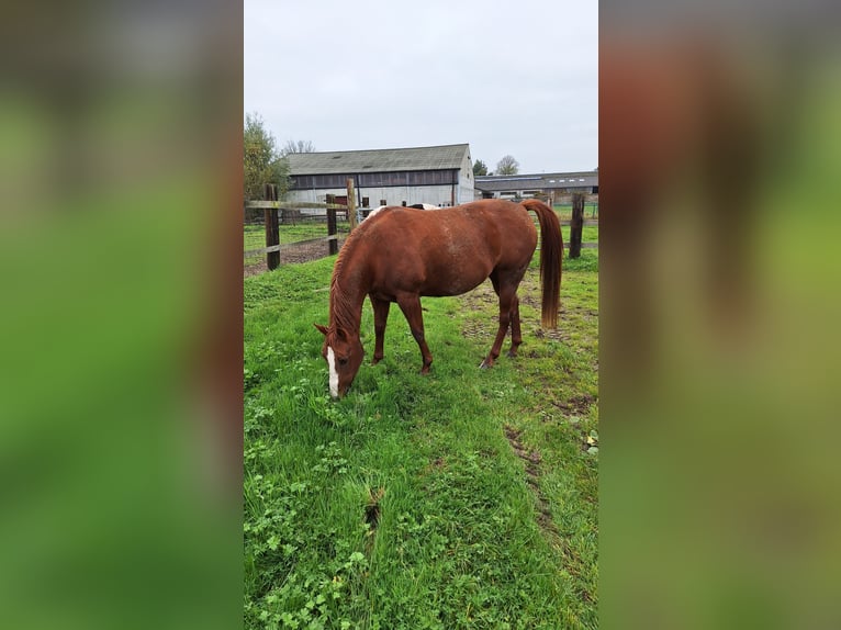 Paint Horse Giumenta 5 Anni 153 cm in Gavere