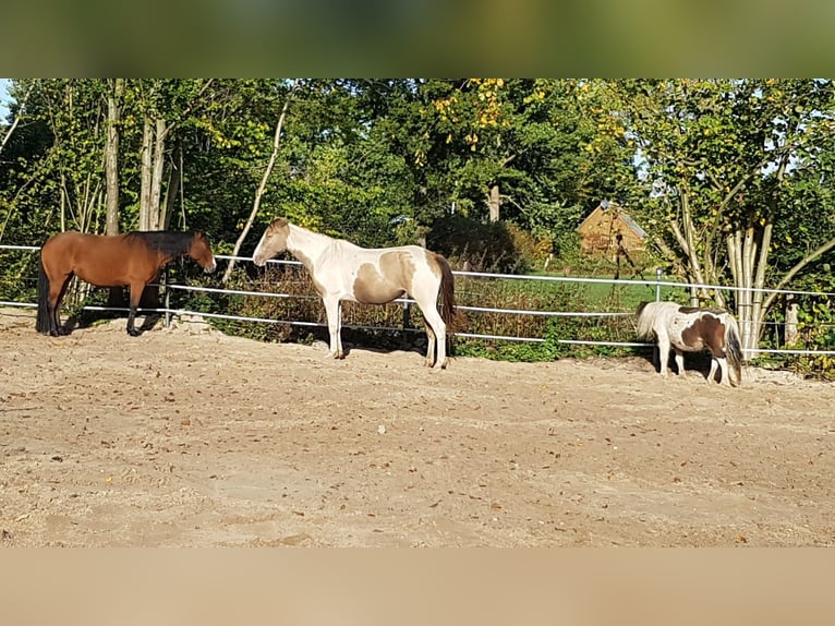 Paint Horse Giumenta 5 Anni 153 cm Champagne in Sülfeld