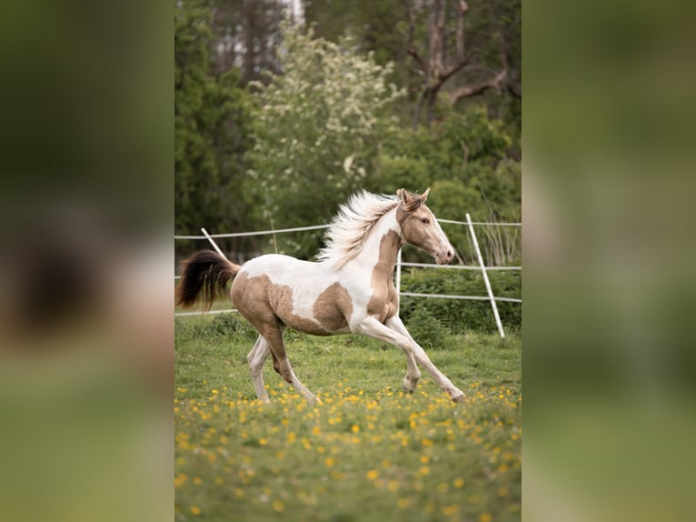 Paint Horse Giumenta 5 Anni 153 cm Champagne in Sülfeld