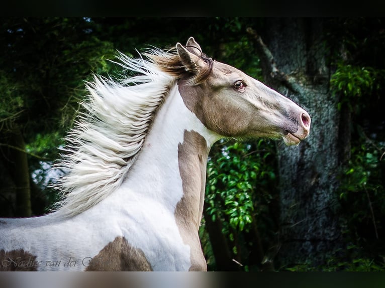 Paint Horse Giumenta 5 Anni 153 cm Champagne in Sülfeld