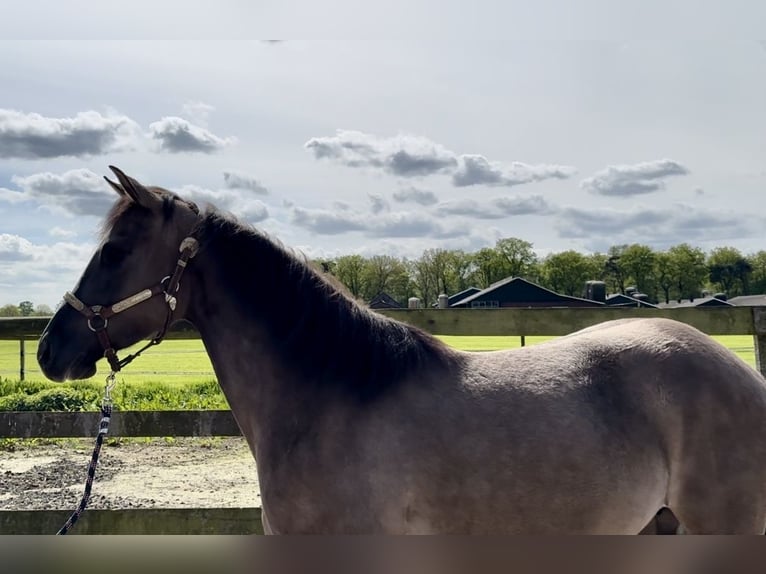 Paint Horse Giumenta 5 Anni 153 cm Grullo in Barneveld