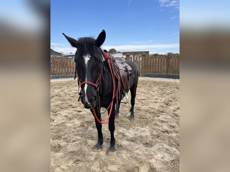 Paint Horse Giumenta 5 Anni 157 cm Morello in Kappelen