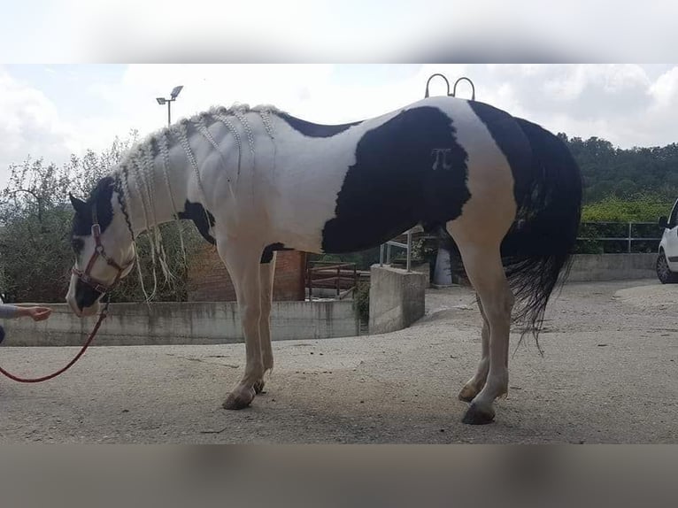 Paint Horse Giumenta 5 Anni Roano rosso in monteforte irpino