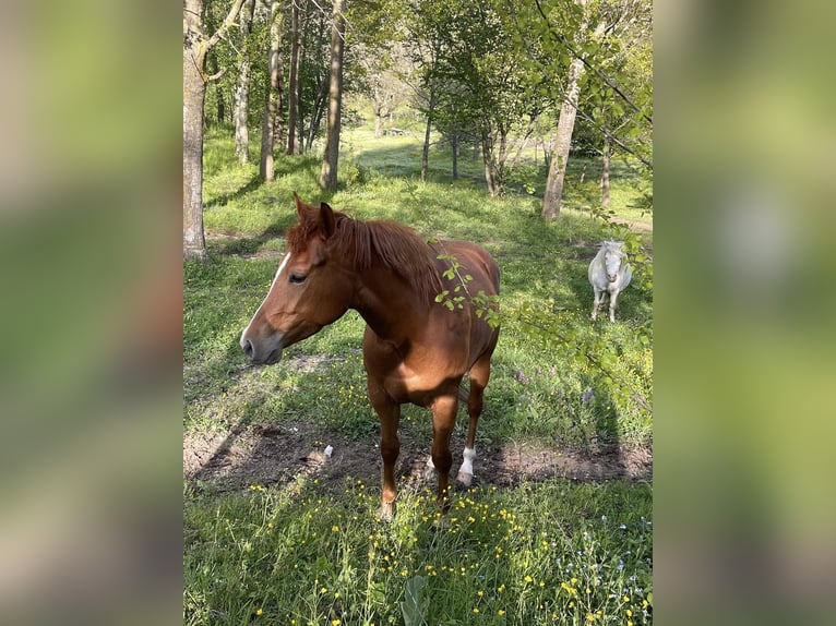 Paint Horse Giumenta 5 Anni Roano rosso in monteforte irpino