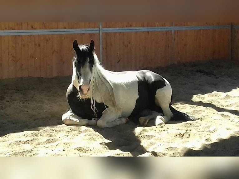 Paint Horse Giumenta 5 Anni Roano rosso in monteforte irpino