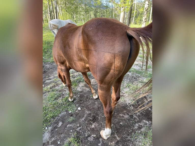 Paint Horse Giumenta 5 Anni Roano rosso in monteforte irpino