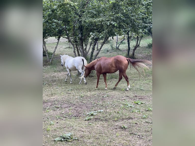 Paint Horse Giumenta 5 Anni Roano rosso in monteforte irpino