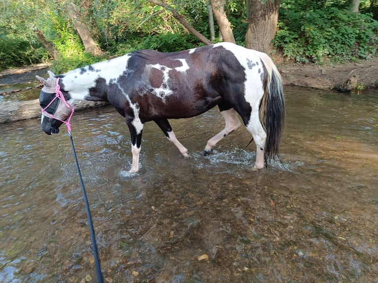 Paint Horse Giumenta 6 Anni 140 cm Tobiano-tutti i colori in Langenlonsheim