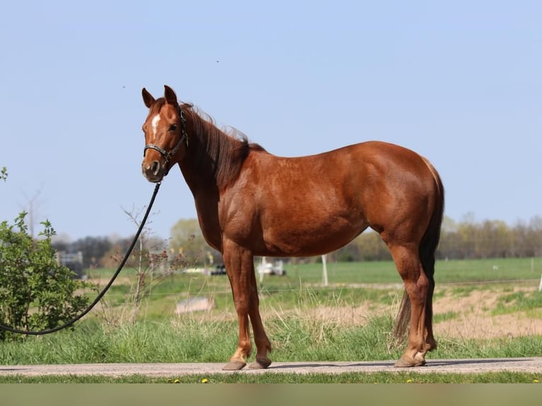 Paint Horse Giumenta 6 Anni 145 cm Sauro in Fischerbach