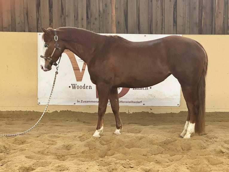 Paint Horse Giumenta 6 Anni 146 cm Sauro ciliegia in Bachenberg