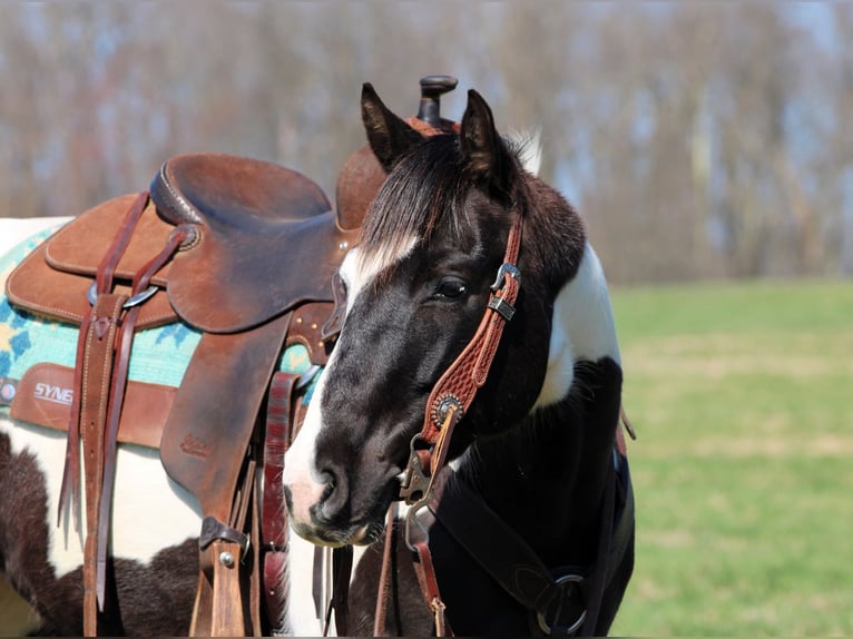 Paint Horse Giumenta 6 Anni 147 cm in Clarion, PA