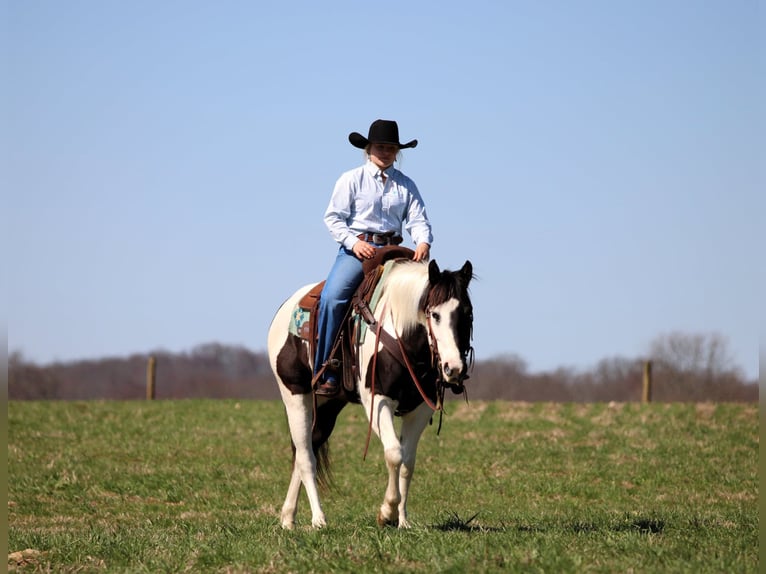 Paint Horse Giumenta 6 Anni 147 cm in Clarion, PA