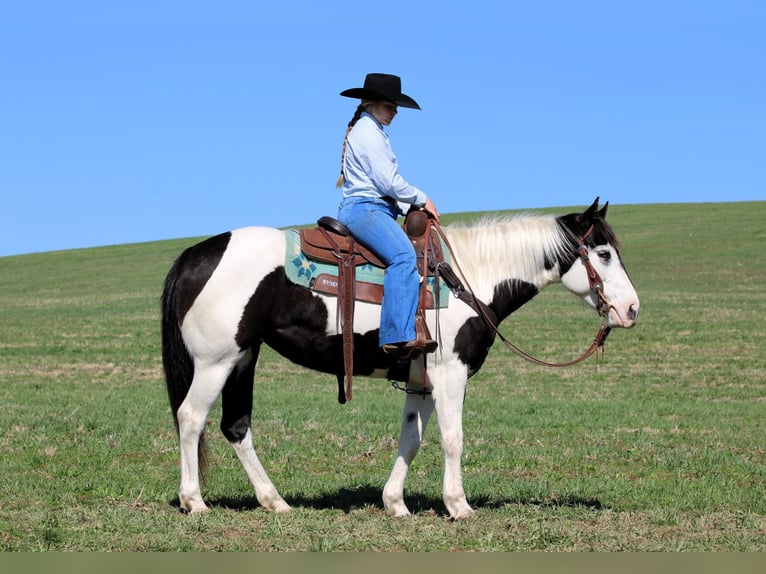 Paint Horse Giumenta 6 Anni 147 cm in Clarion, PA