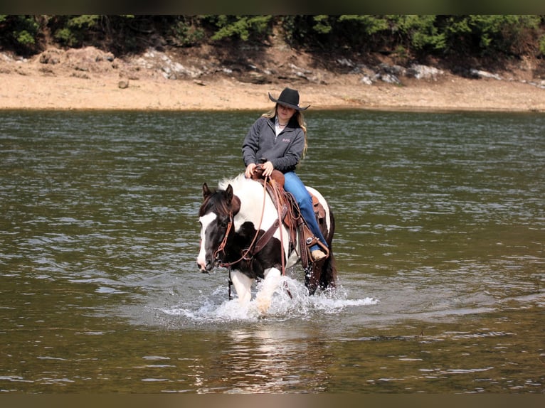 Paint Horse Giumenta 6 Anni 147 cm in Clarion, PA
