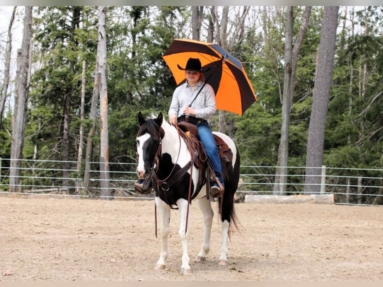 Paint Horse Giumenta 6 Anni 147 cm in Clarion, PA