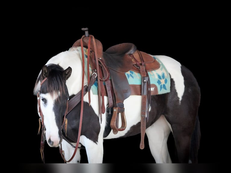 Paint Horse Giumenta 6 Anni 147 cm in Clarion, PA