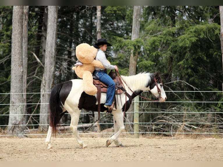 Paint Horse Giumenta 6 Anni 147 cm in Clarion, PA