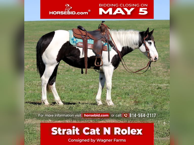 Paint Horse Giumenta 6 Anni 147 cm in Clarion, PA