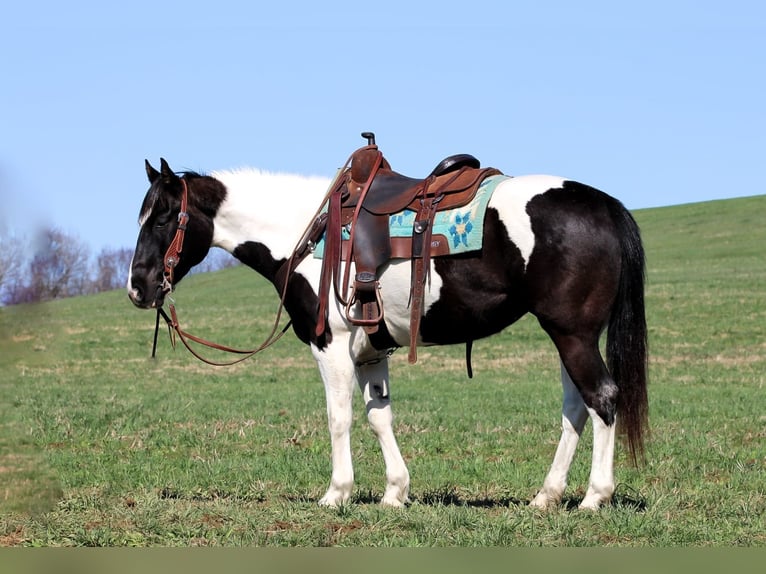 Paint Horse Giumenta 6 Anni 147 cm in Clarion, PA