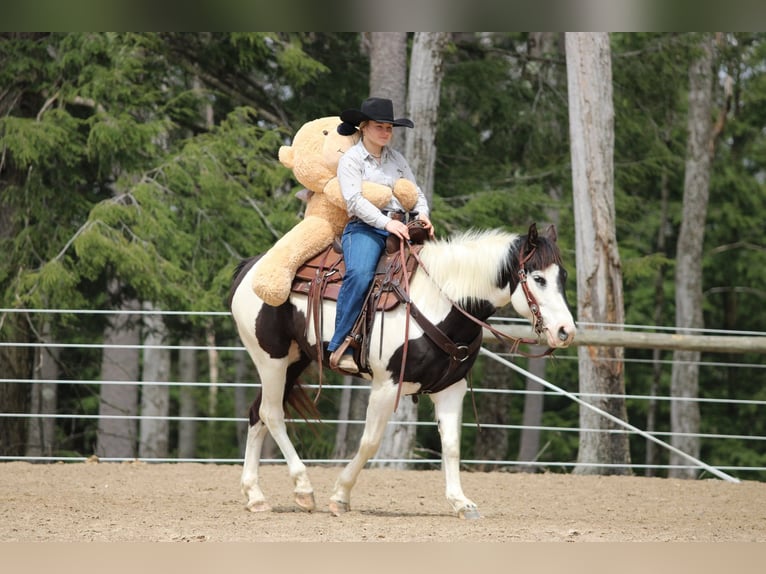 Paint Horse Giumenta 6 Anni 147 cm in Clarion, PA