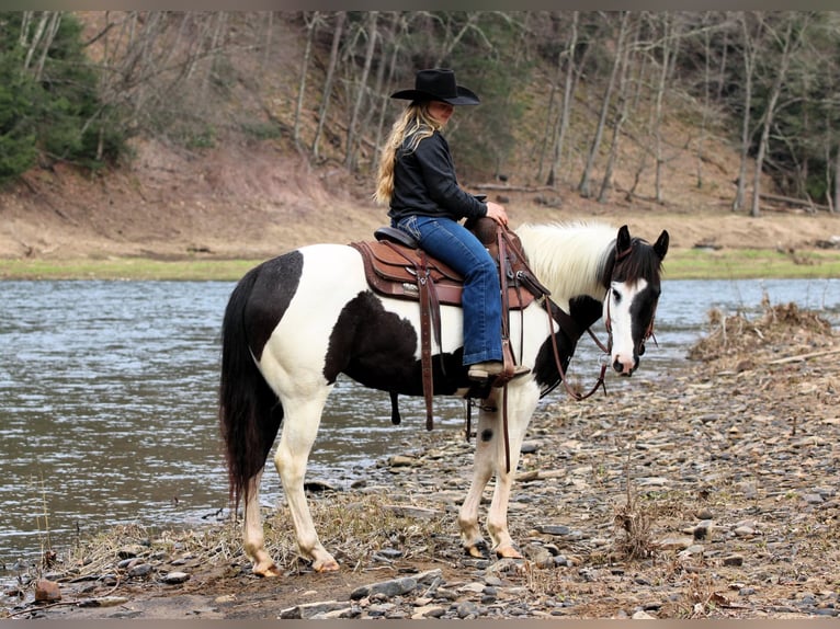 Paint Horse Giumenta 6 Anni 147 cm in Clarion, PA