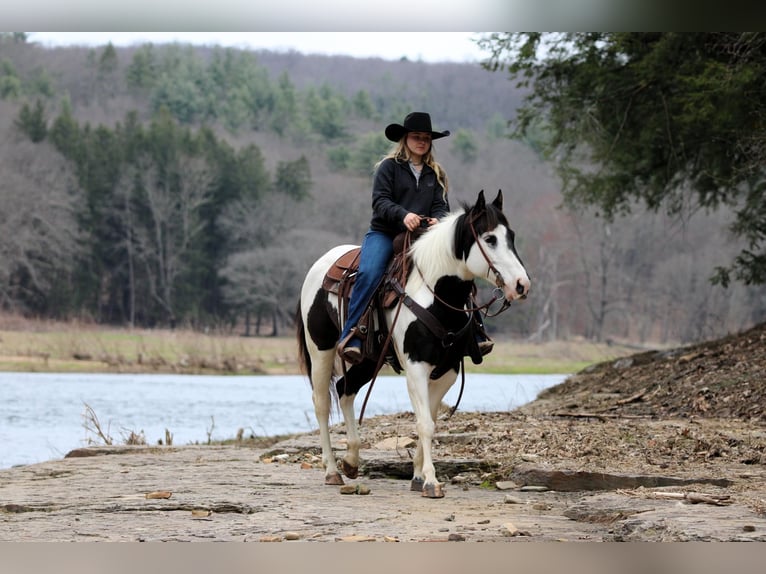 Paint Horse Giumenta 6 Anni 147 cm in Clarion, PA