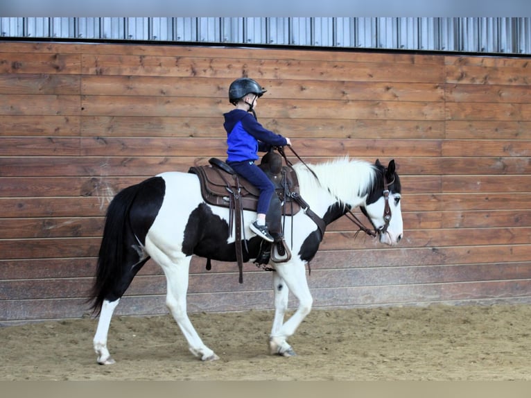 Paint Horse Giumenta 6 Anni 147 cm in Clarion, PA