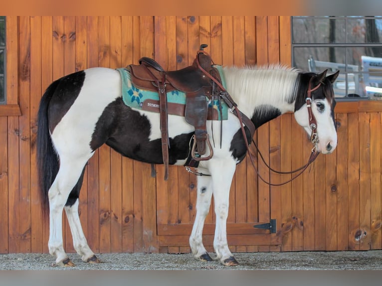 Paint Horse Giumenta 6 Anni 147 cm in Clarion, PA