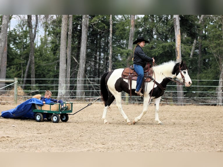 Paint Horse Giumenta 6 Anni 147 cm in Clarion, PA