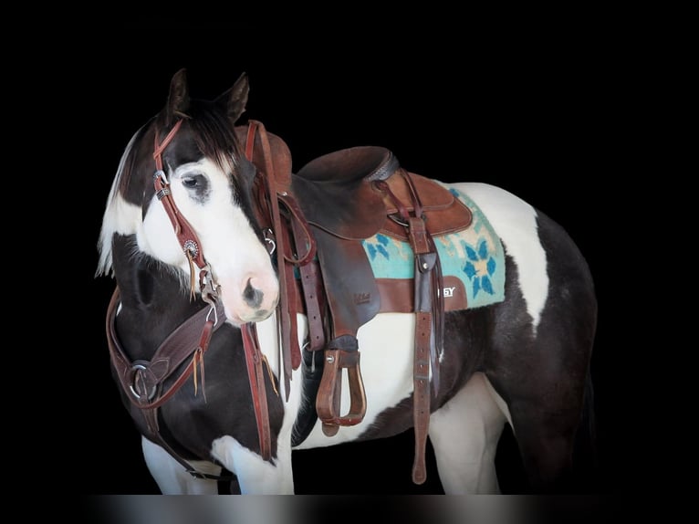 Paint Horse Giumenta 6 Anni 147 cm in Clarion, PA