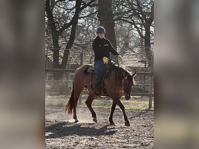 Paint Horse Giumenta 6 Anni 149 cm Pelle di daino in Elsdorf