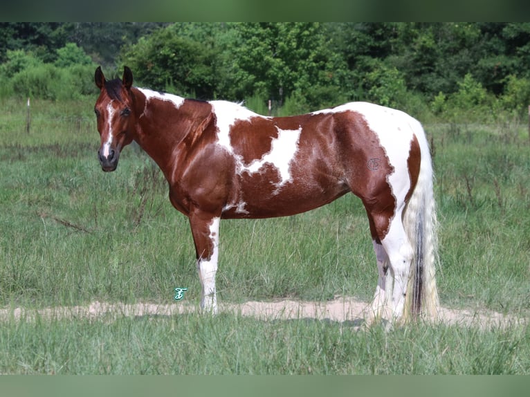 Paint Horse Giumenta 6 Anni 150 cm Baio ciliegia in Carthage