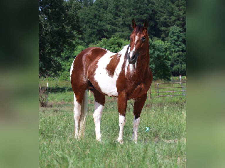 Paint Horse Giumenta 6 Anni 150 cm Baio ciliegia in Carthage