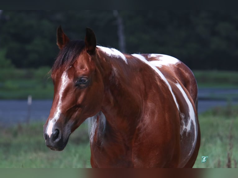 Paint Horse Giumenta 6 Anni 150 cm Baio ciliegia in Carthage