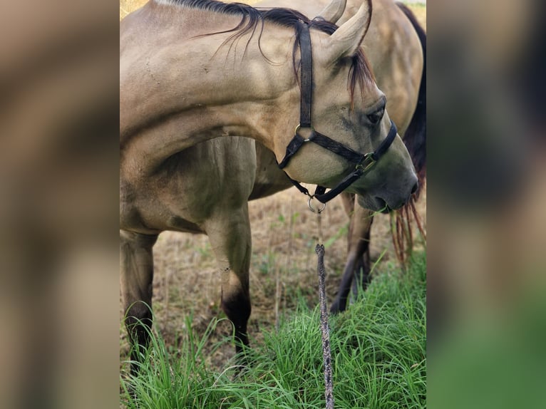 Paint Horse Giumenta 6 Anni 150 cm Pelle di daino in Tamm